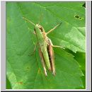 Chorthippus parallelus - Gemeiner Grashuepfer 12.jpg